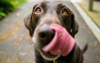 Cão
