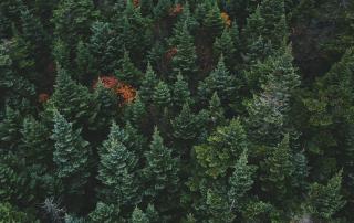 Floresta
