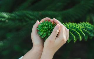mãos seguram planta com gentileza