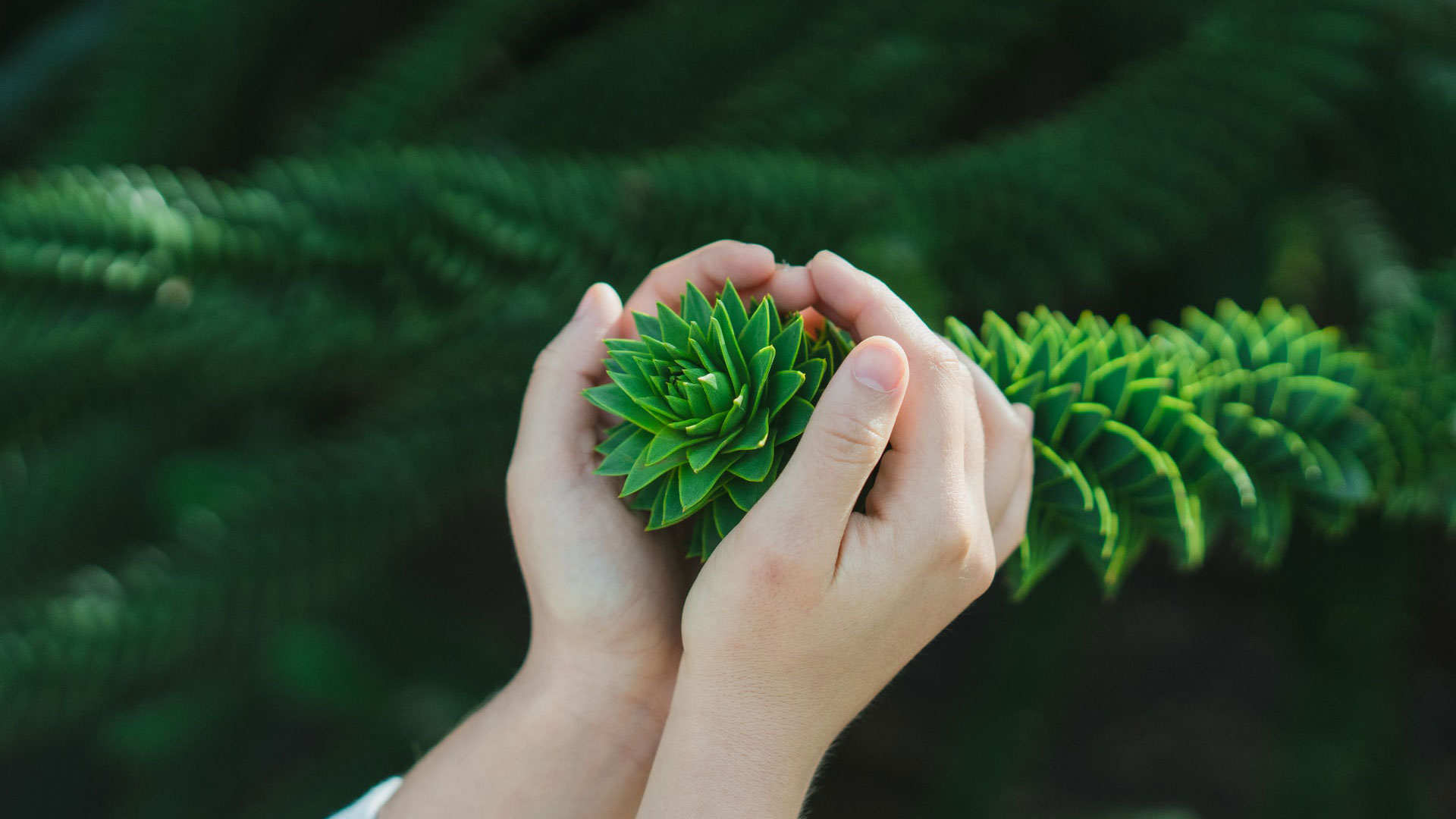 mãos seguram planta com gentileza