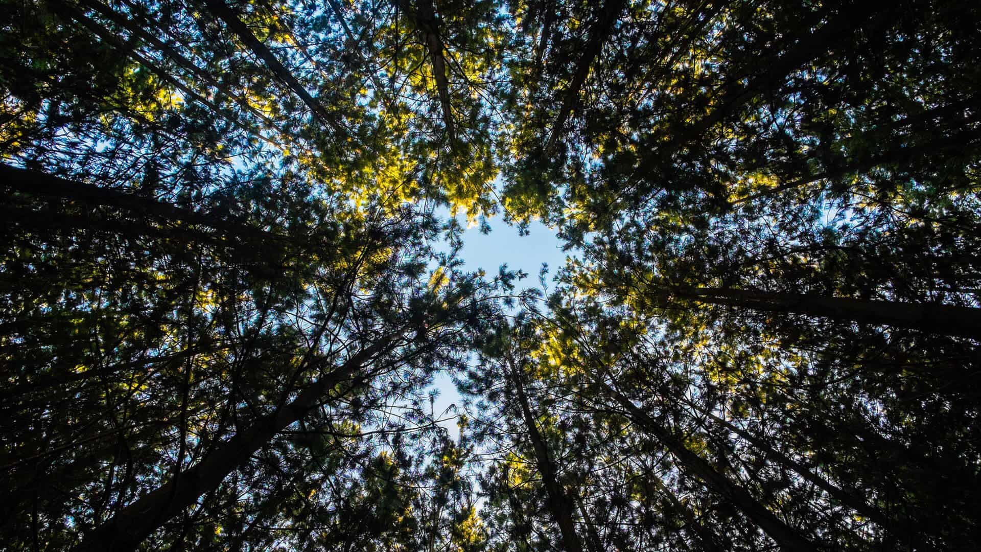 copas de árvores e céu limpo