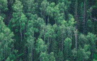 Árvores formam floresta