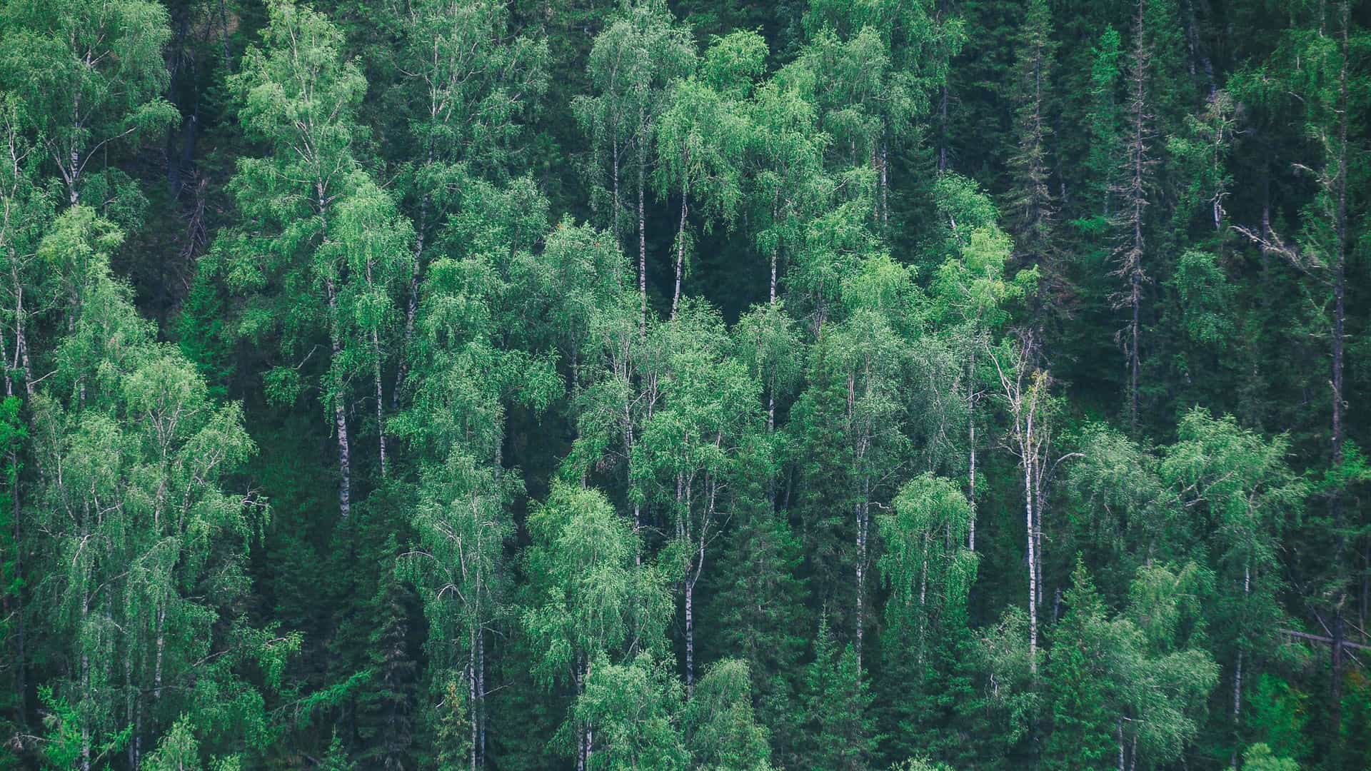 Árvores formam floresta