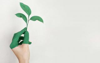 mão segura planta